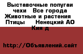 Выставочные попугаи чехи - Все города Животные и растения » Птицы   . Ненецкий АО,Кия д.